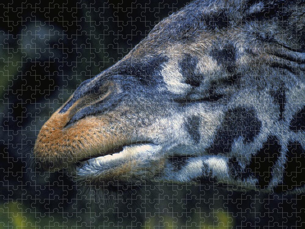 Giraffe Jigsaw Puzzle featuring the photograph Giraffe's Mouth by Paul W Faust - Impressions of Light