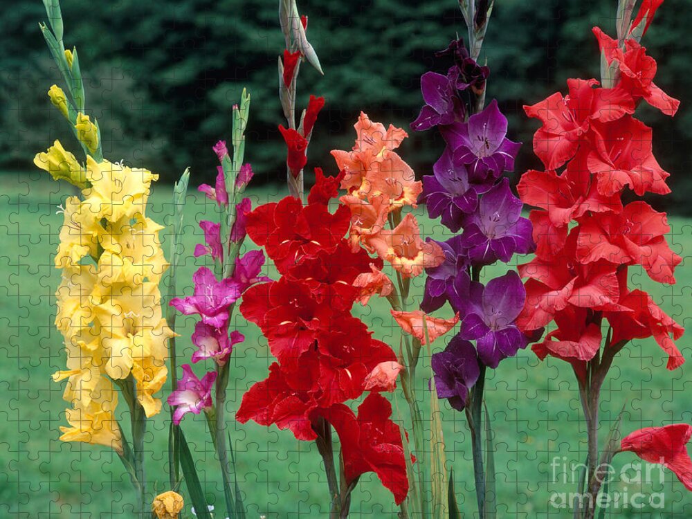 Angiosperm Jigsaw Puzzle featuring the photograph Gladiolus by Hans Reinhard