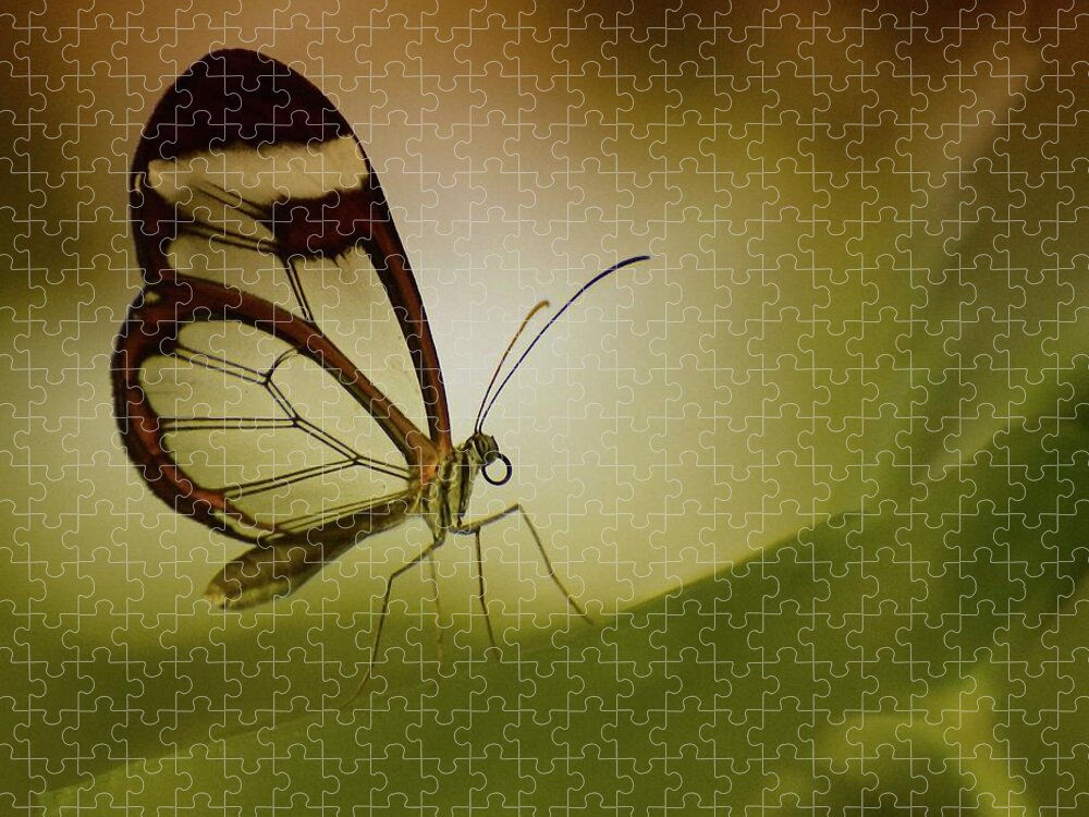 Insect Jigsaw Puzzle featuring the photograph Glasswing Butterfly by Lisa Karloo Photography