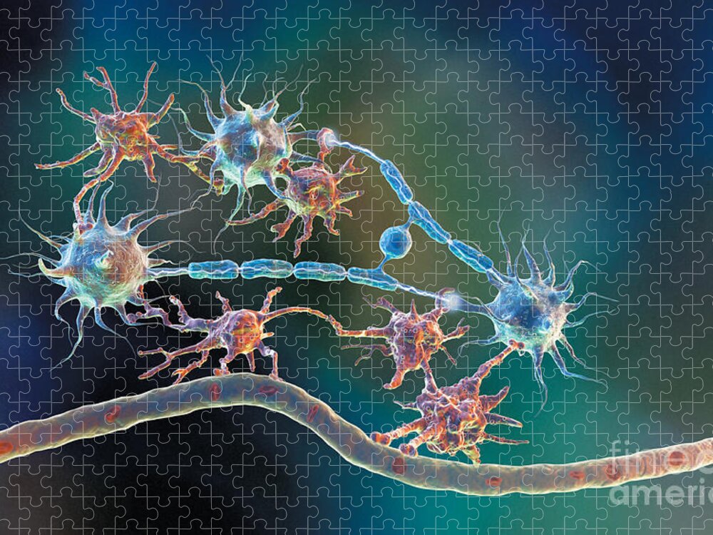 Glia Jigsaw Puzzle featuring the photograph Glia and Neurons by Hybrid Medical Animation