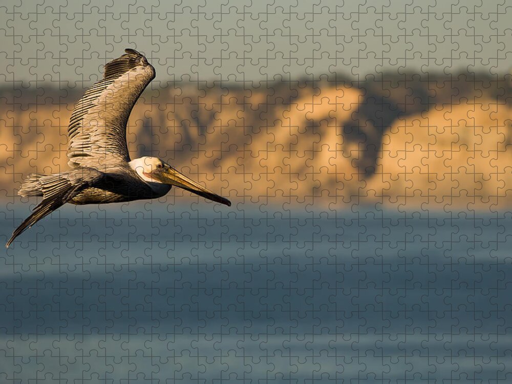 Dusk Jigsaw Puzzle featuring the photograph Gliding Pelican by Sebastian Musial