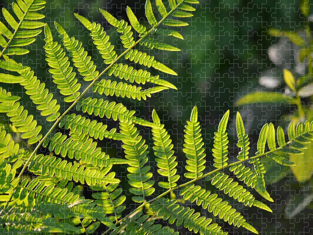 Fern Jigsaw Puzzle featuring the photograph Glowing Fern by Beth Venner