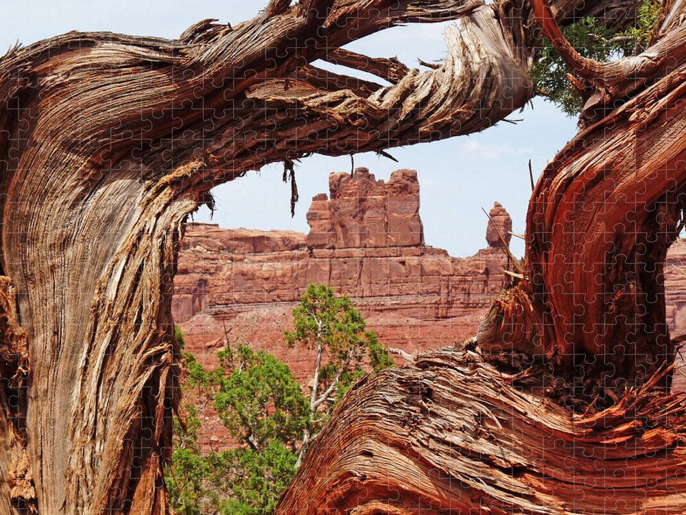 Gnarly Jigsaw Puzzle featuring the photograph Gnarly Tree by Alan Socolik