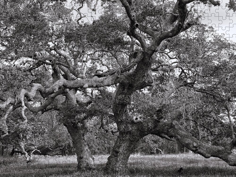 Oak Jigsaw Puzzle featuring the photograph Gnarly Tree by Daniel George