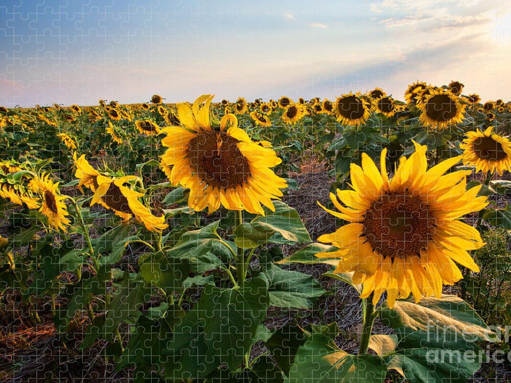 Flowers Jigsaw Puzzle featuring the photograph Gold Medals by Jim Garrison