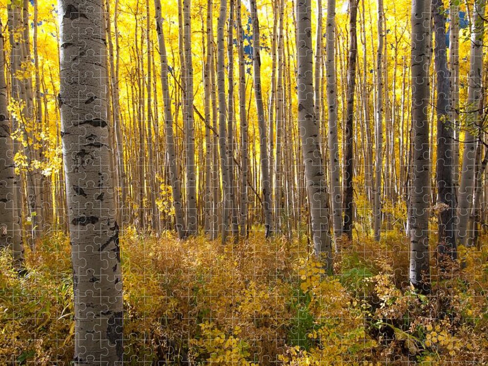 Aspen Jigsaw Puzzle featuring the photograph Golden Glow by Cascade Colors