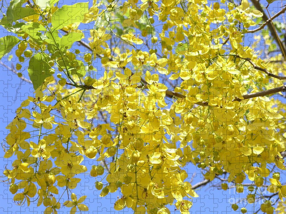 Yellow Jigsaw Puzzle featuring the photograph Golden Medallion Shower Tree by Mary Deal