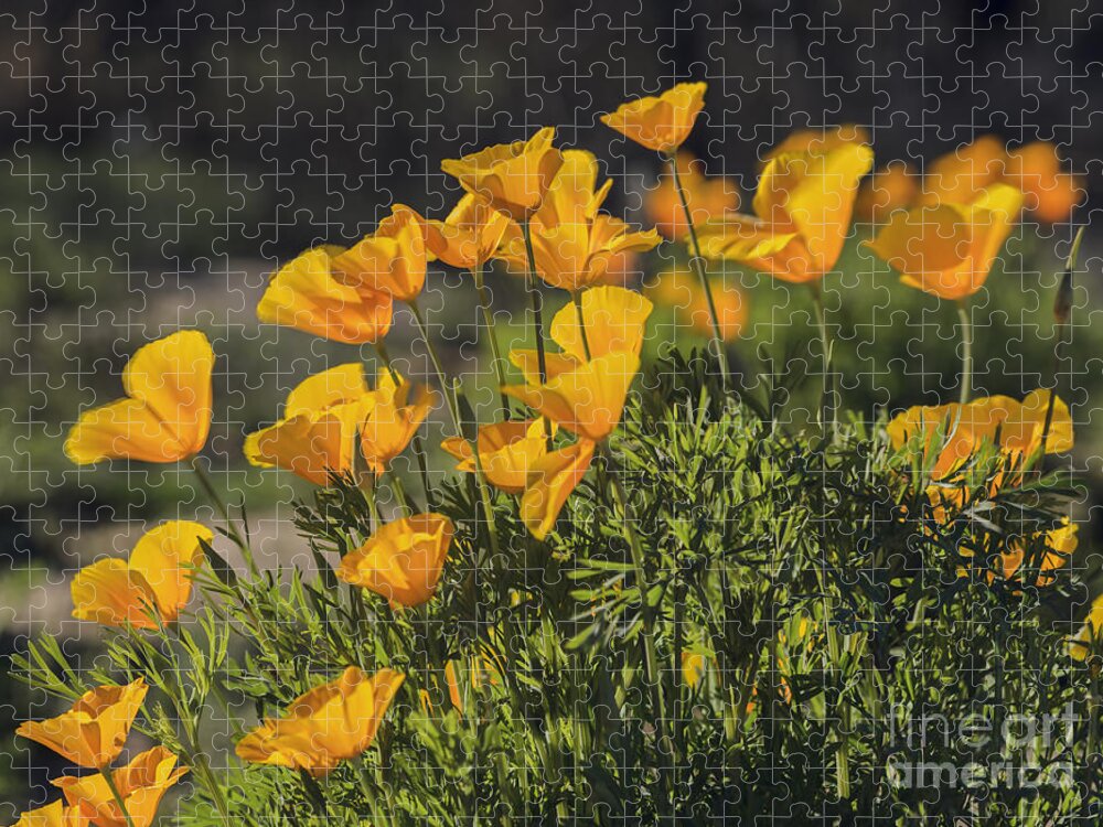 Golden Poppies Jigsaw Puzzle featuring the photograph Golden Poppies by Tamara Becker