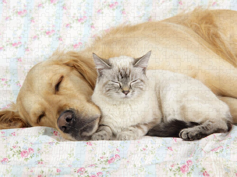 Dog Jigsaw Puzzle featuring the photograph Golden Retriever And Cat by John Daniels