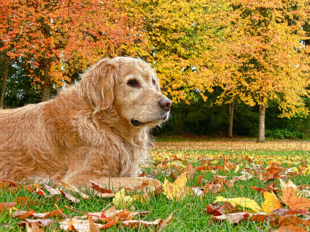 Golden Retriever Jigsaw Puzzle featuring the photograph Golden Retriever Dog Autumn Day by Jennie Marie Schell