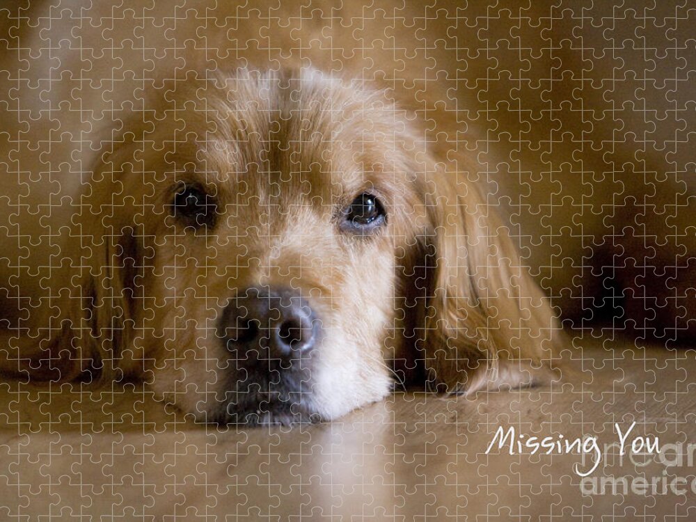 Golden Retriever Jigsaw Puzzle featuring the photograph Golden Retriever Missing You by James BO Insogna