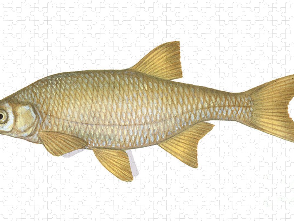 Golden Shiner Jigsaw Puzzle by Carlyn Iverson - Pixels Puzzles