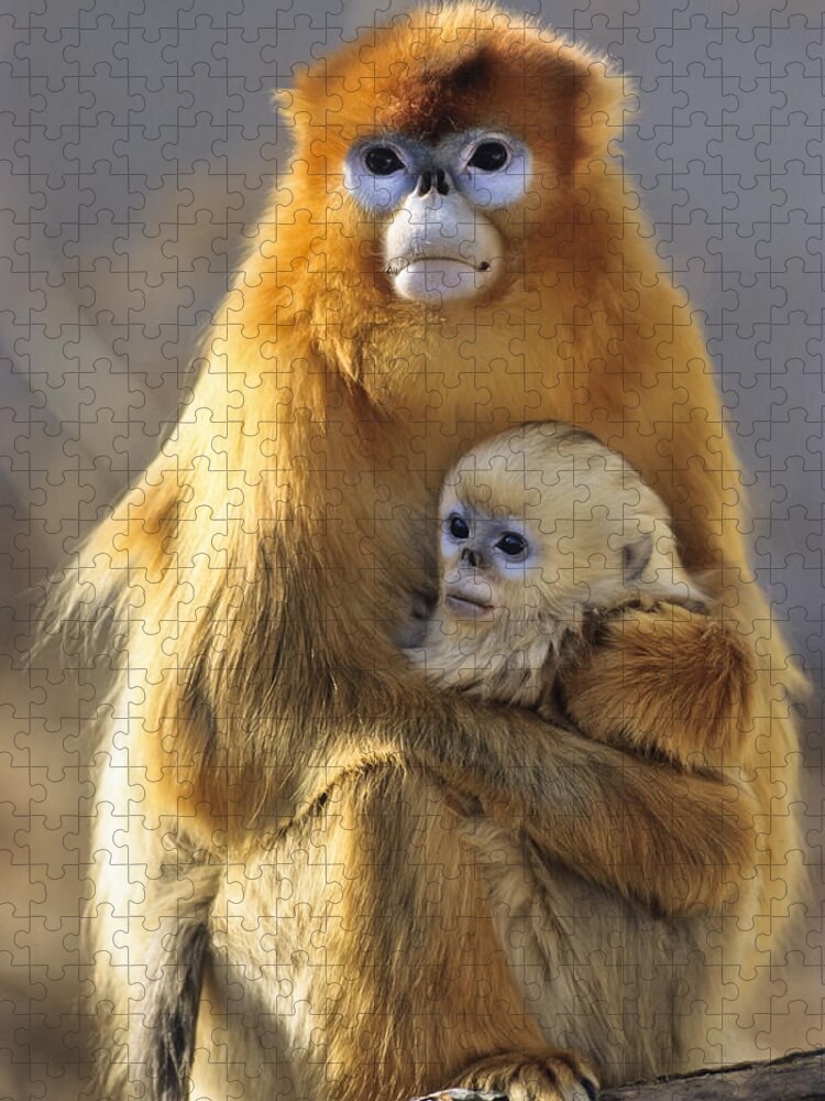 Feb0514 Puzzle featuring the photograph Golden Snub-nosed Monkey And Baby China by Konrad Wothe