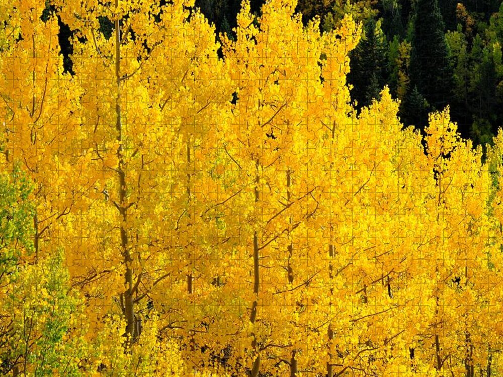 Colorado Jigsaw Puzzle featuring the photograph Golden Yellow Aspens by Marilyn Burton