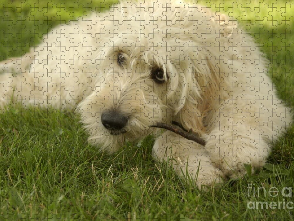 Dog Jigsaw Puzzle featuring the photograph Goldendoodle Pup with Stick by Anna Lisa Yoder