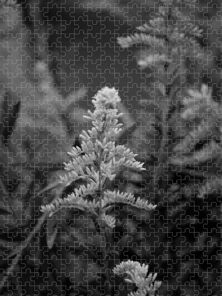 Goldenrod Bw Jigsaw Puzzle featuring the photograph Goldenrod BW by Maria Urso