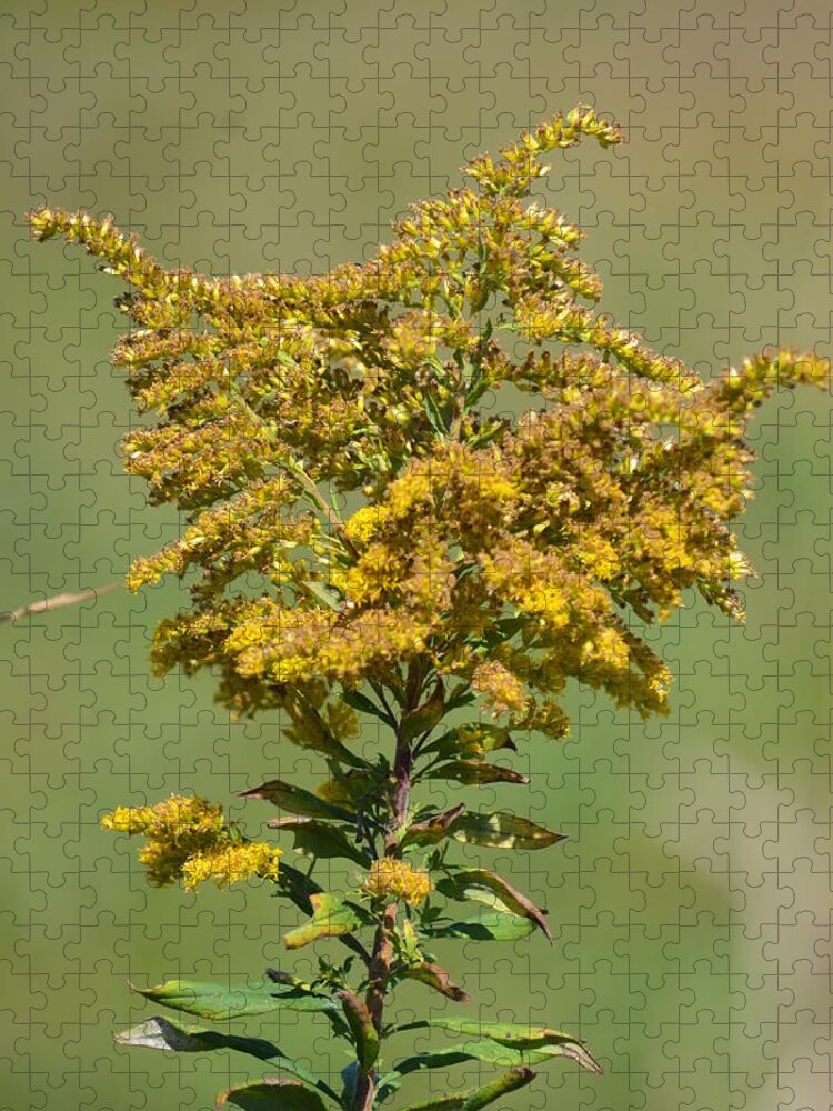 Goldenrod In Autumn Jigsaw Puzzle featuring the photograph Goldenrod in Autumn by Maria Urso