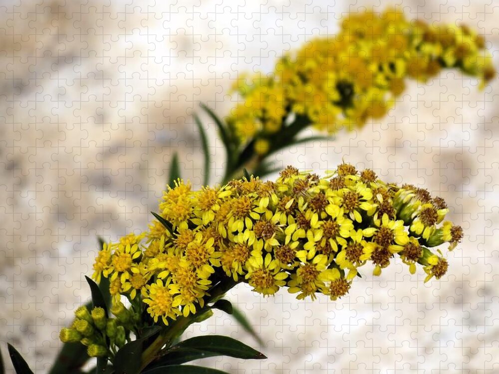 Goldenrod Jigsaw Puzzle featuring the photograph Goldenrod by Janice Drew