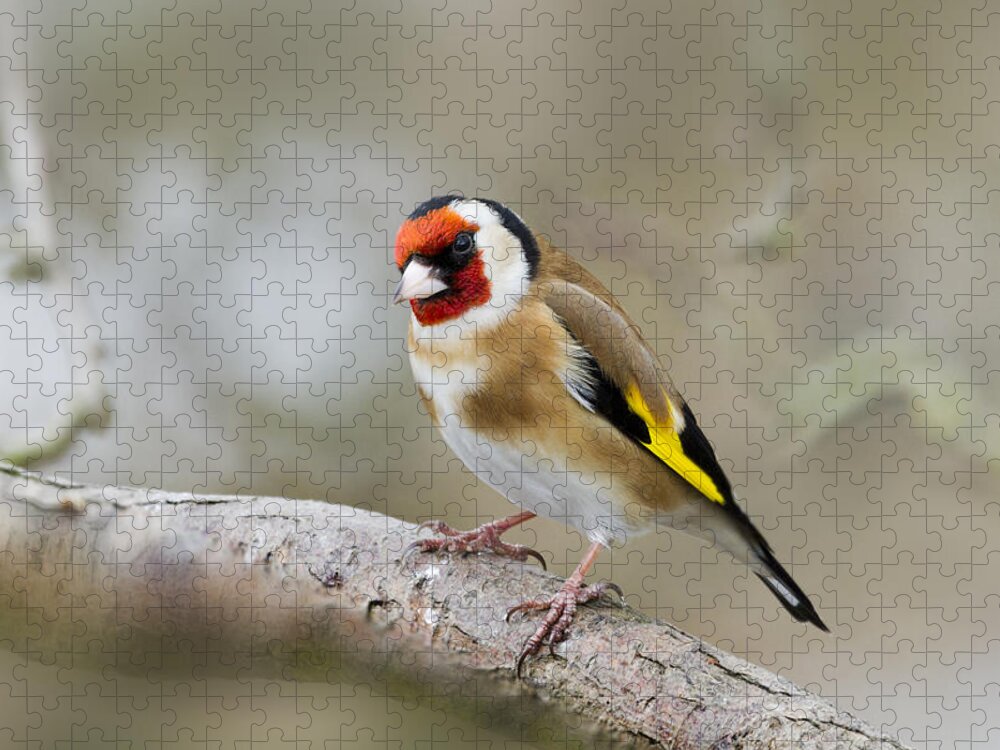 Goldfinch Jigsaw Puzzle featuring the photograph Goldfinch by Chris Smith
