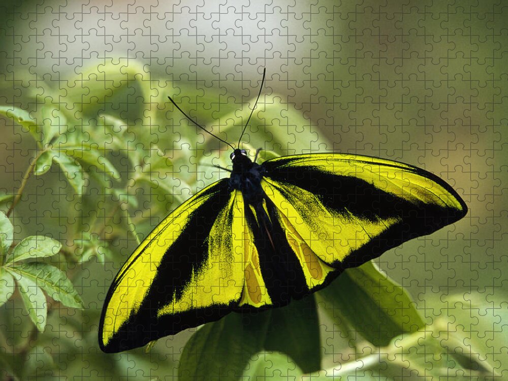 Feb0514 Jigsaw Puzzle featuring the photograph Goliath Birdwing Butterfly Irian Jaya by Konrad Wothe