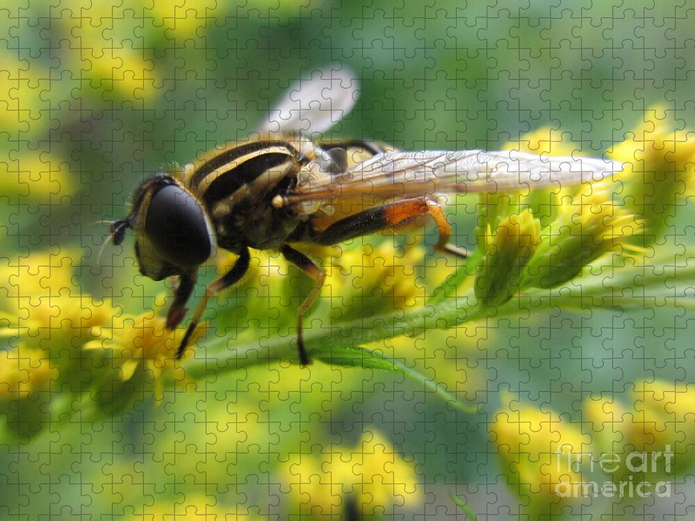 Hoverfly Jigsaw Puzzle featuring the photograph Good Guy Hoverfly by Martin Howard
