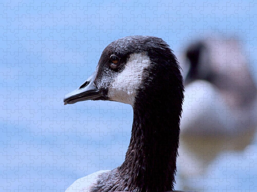 Canadian Goose Jigsaw Puzzle featuring the photograph Goose Portrait by Lesa Fine