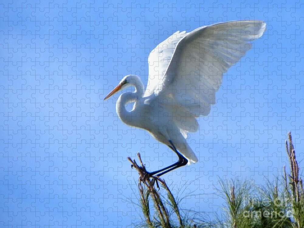 Heron Jigsaw Puzzle featuring the photograph Graceful Landing by Deb Halloran