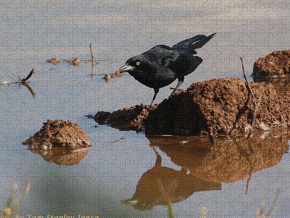 Grackle Jigsaw Puzzle featuring the photograph Grackle Looking For Food by Tom Janca