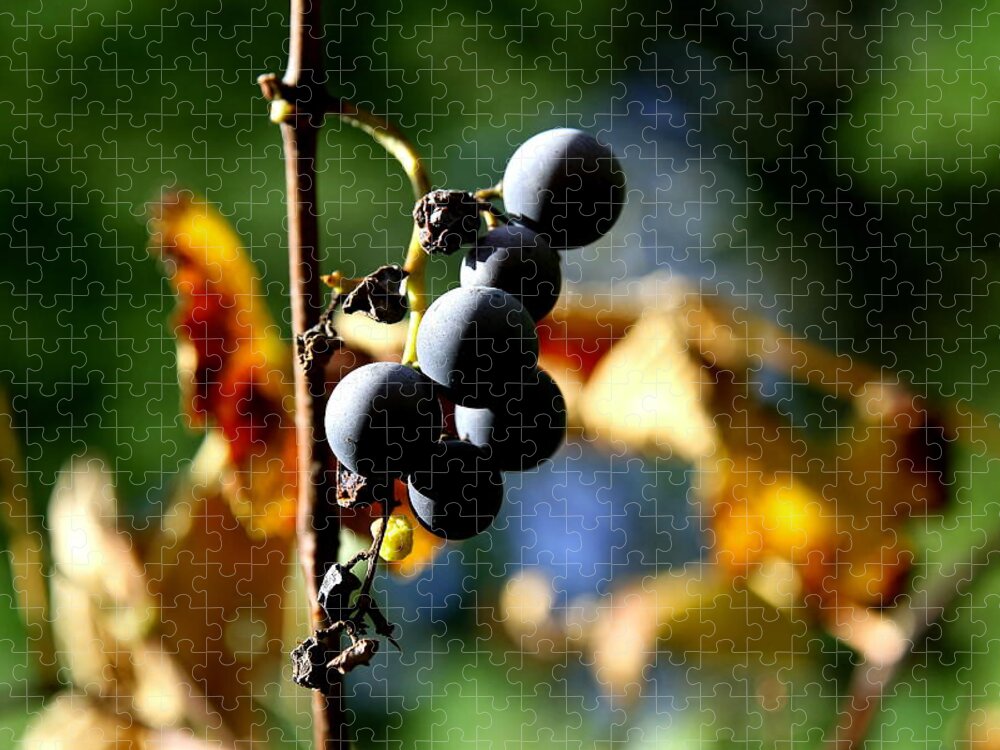 Grape Jigsaw Puzzle featuring the photograph Grapes on the Vine No.2 by Neal Eslinger