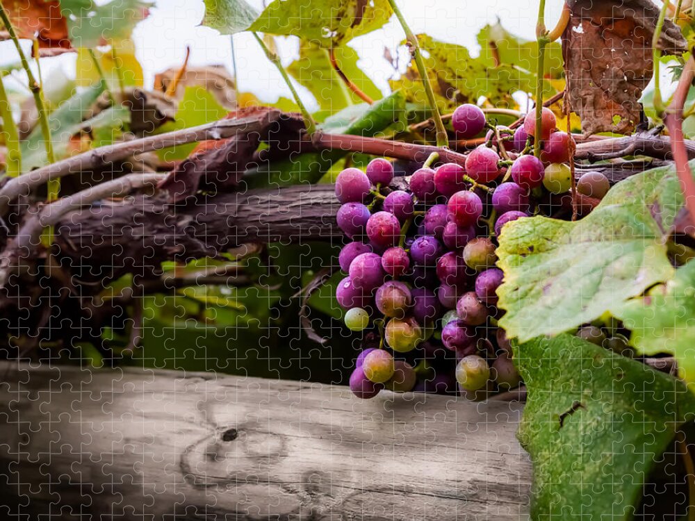 Grape Jigsaw Puzzle featuring the photograph Grapes on the Vine by Ron Pate