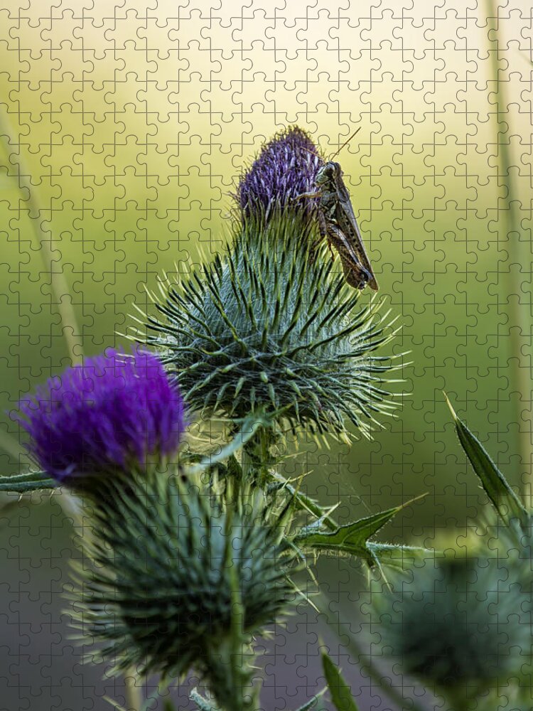Grasshopper Jigsaw Puzzle featuring the photograph Grasshopper on a Thistle by Belinda Greb