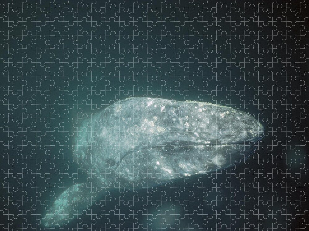 Feb0514 Jigsaw Puzzle featuring the photograph Gray Whale Magdalena Bay Baja by Tui De Roy