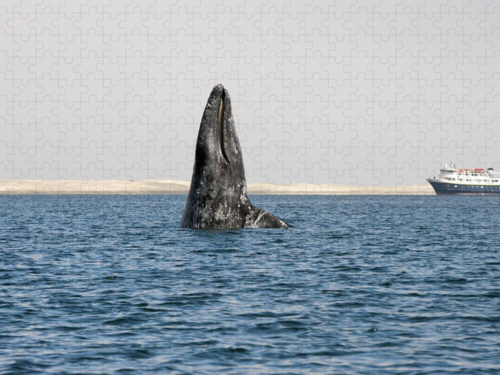 Feb0514 Jigsaw Puzzle featuring the photograph Gray Whale Spy-hopping Baja California by Flip Nicklin