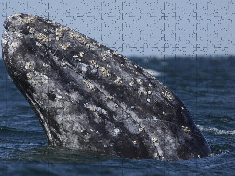 Feb0514 Jigsaw Puzzle featuring the photograph Gray Whale Spyhopping San Ignacio Lagoon by Hiroya Minakuchi