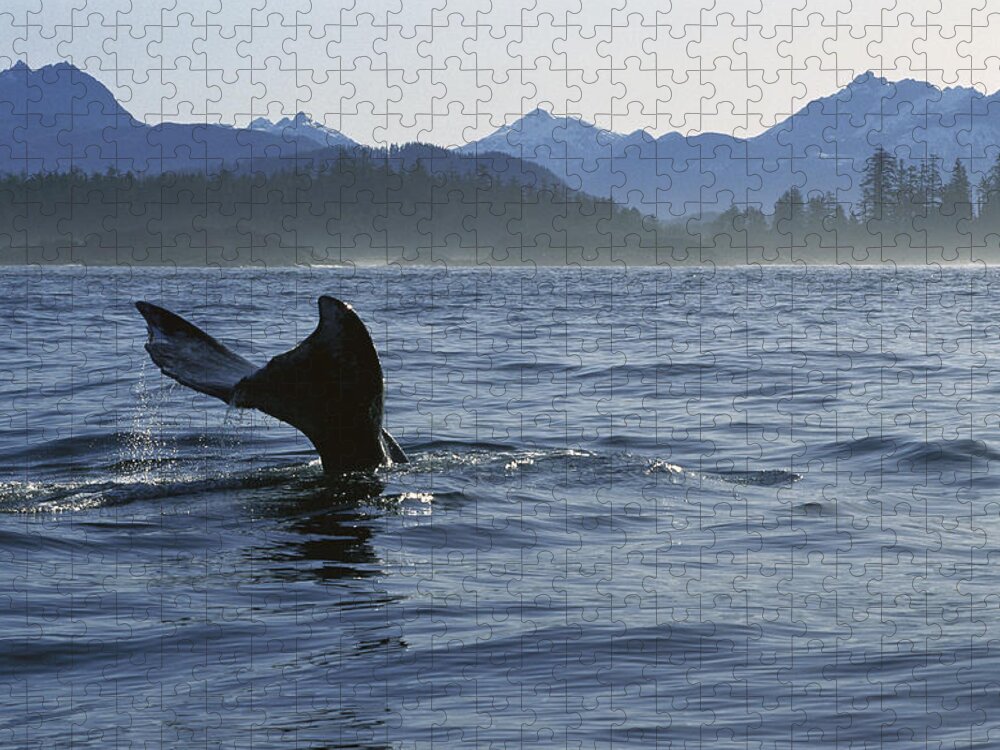 Feb0514 Jigsaw Puzzle featuring the photograph Gray Whale Tail Clayoquot Sound Canada by Flip Nicklin