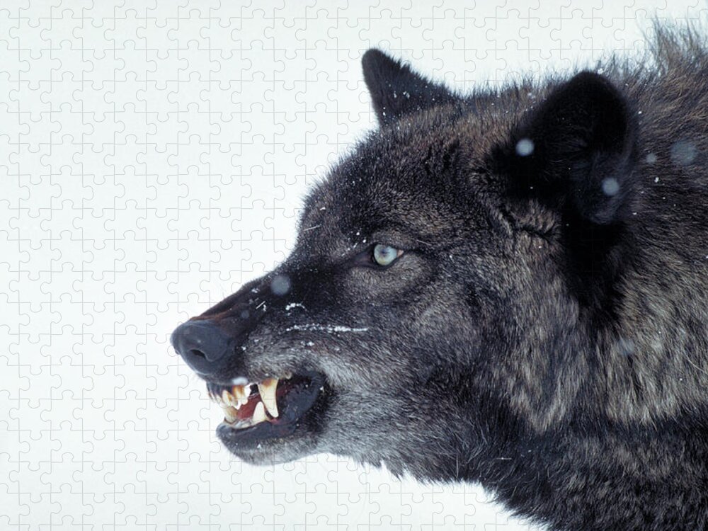 Aggression Jigsaw Puzzle featuring the photograph Gray Wolf Baring Teeth by Jeffrey Lepore