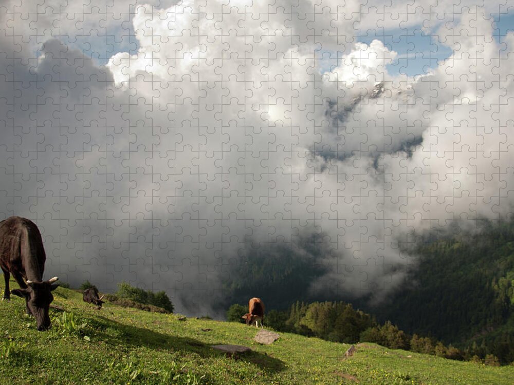 Scenics Jigsaw Puzzle featuring the photograph Grazing Cows, Himachalpradesh, India by Petr Smelc
