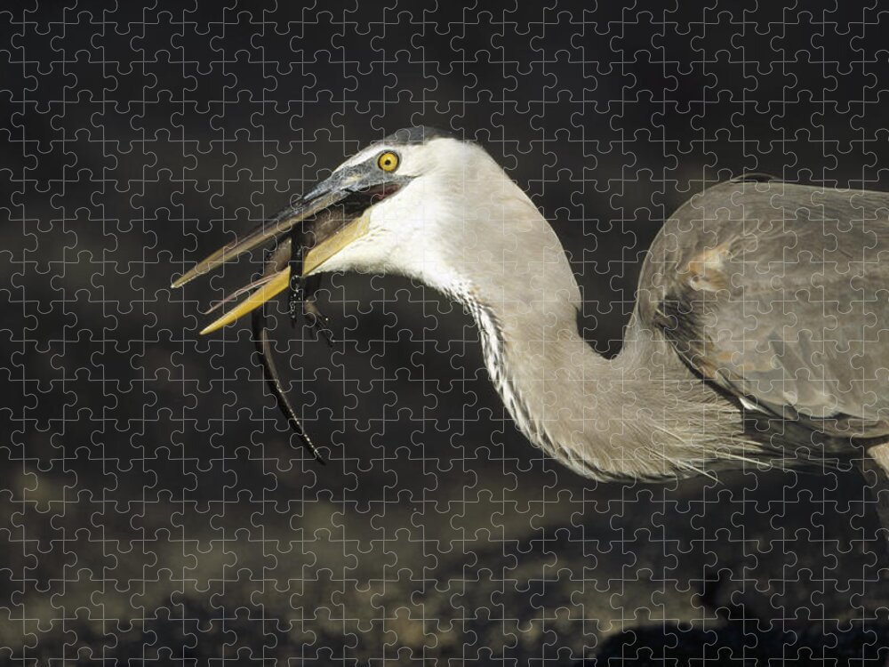 Feb0514 Jigsaw Puzzle featuring the photograph Great Blue Heron Eating Marine Iguana by Tui De Roy