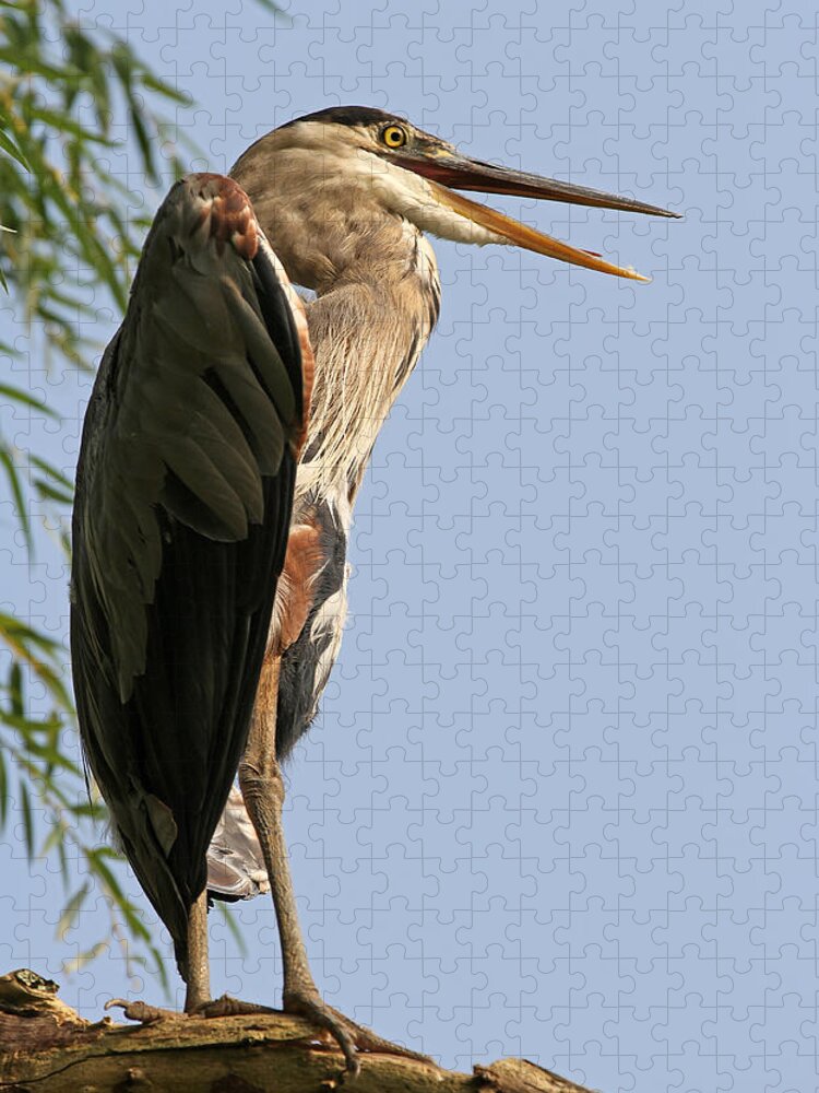 Heron Jigsaw Puzzle featuring the photograph Great Blue Heron by Juergen Roth