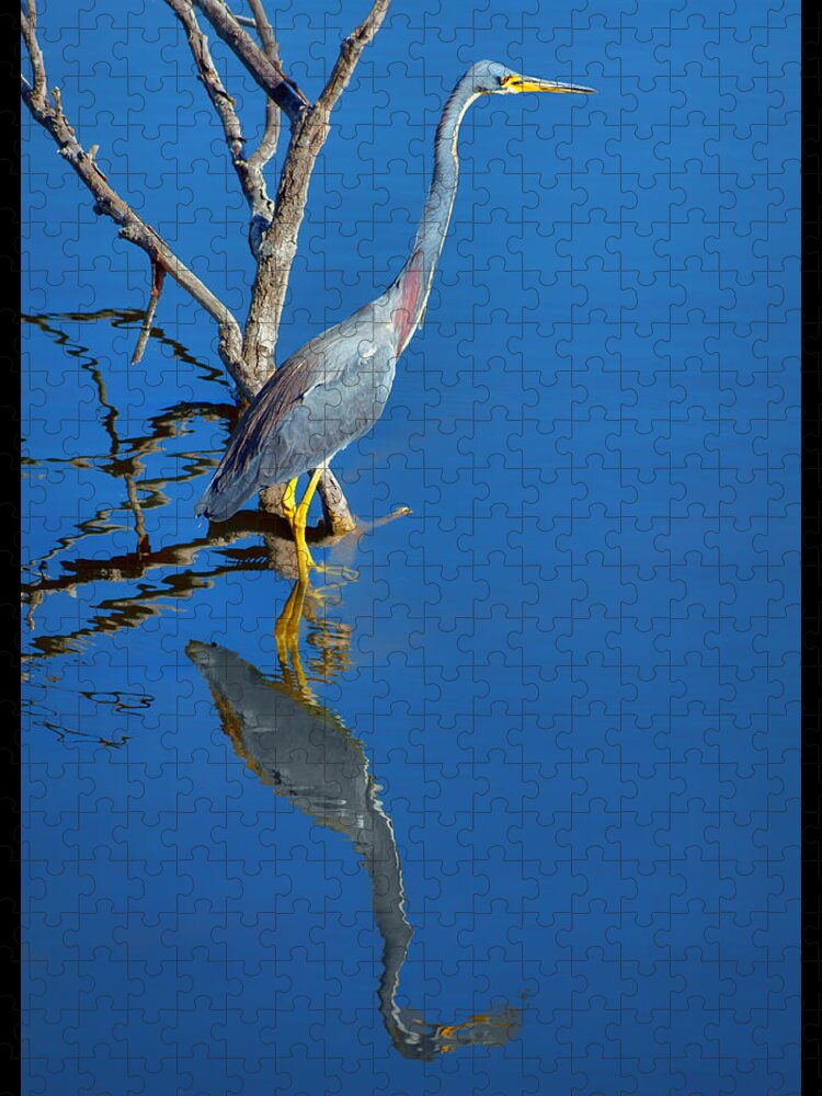Herons Jigsaw Puzzle featuring the photograph Tricolored Heron by Nikolyn McDonald