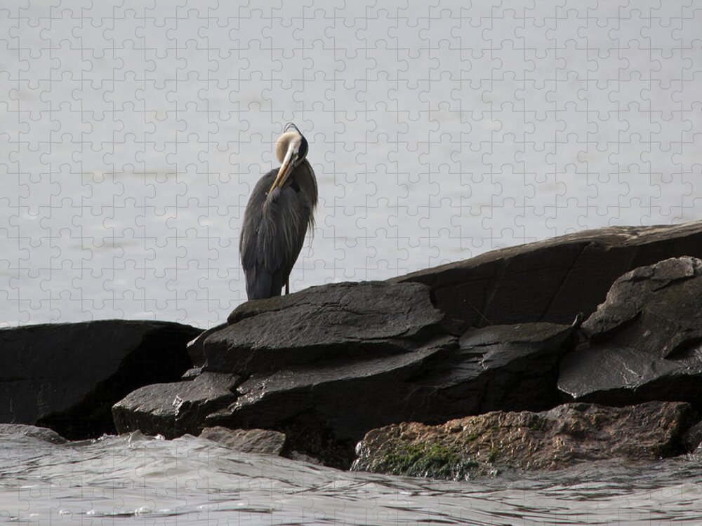 Great Blue Heron Jigsaw Puzzle featuring the photograph Great Blue Heron Preening by Rebecca Sherman