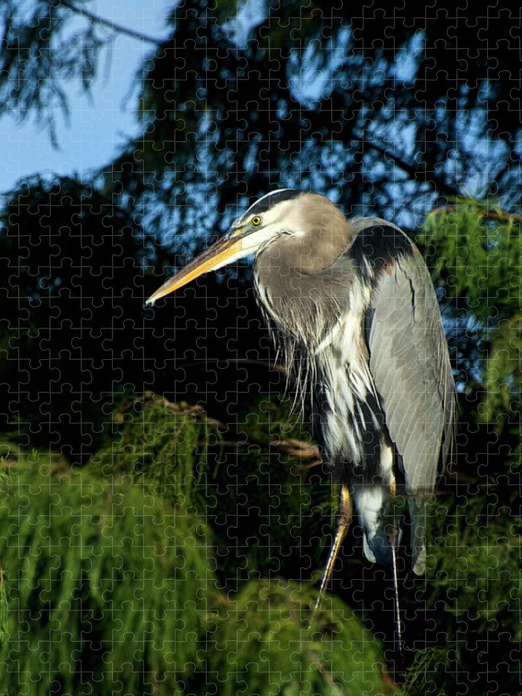 Animal Themes Jigsaw Puzzle featuring the photograph Great Blue Heron,in Tree by Mark Newman