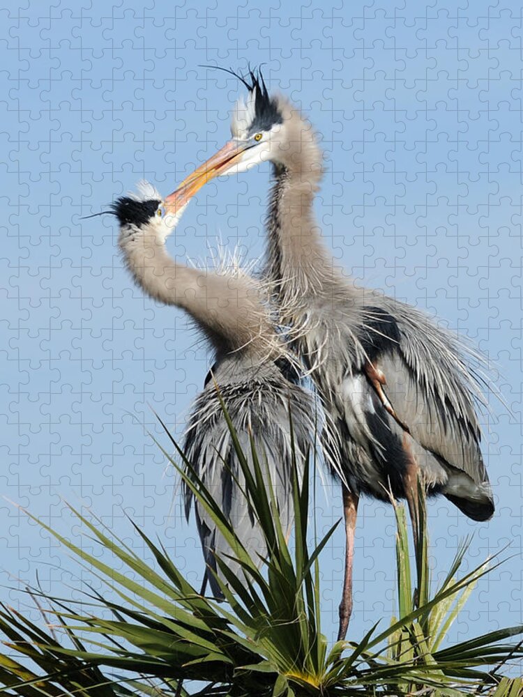 Great Blue Heron Jigsaw Puzzle featuring the photograph Great Blue Herons at Nest Kissing by Bradford Martin