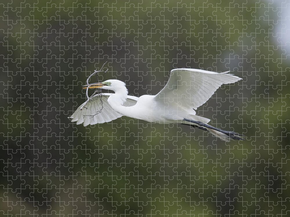 Feb0514 Jigsaw Puzzle featuring the photograph Great Egret Carrying Nesting Material by Tom Vezo