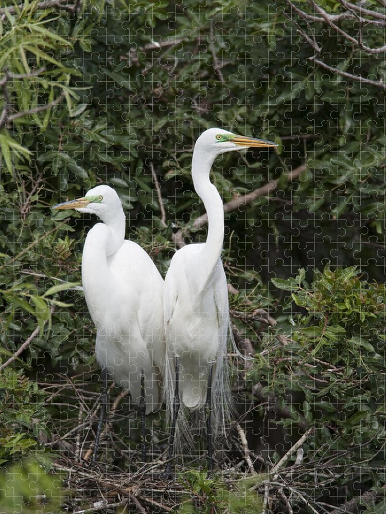 Feb0514 Jigsaw Puzzle featuring the photograph Great Egrets In Breeding Plumage Florida by Tom Vezo