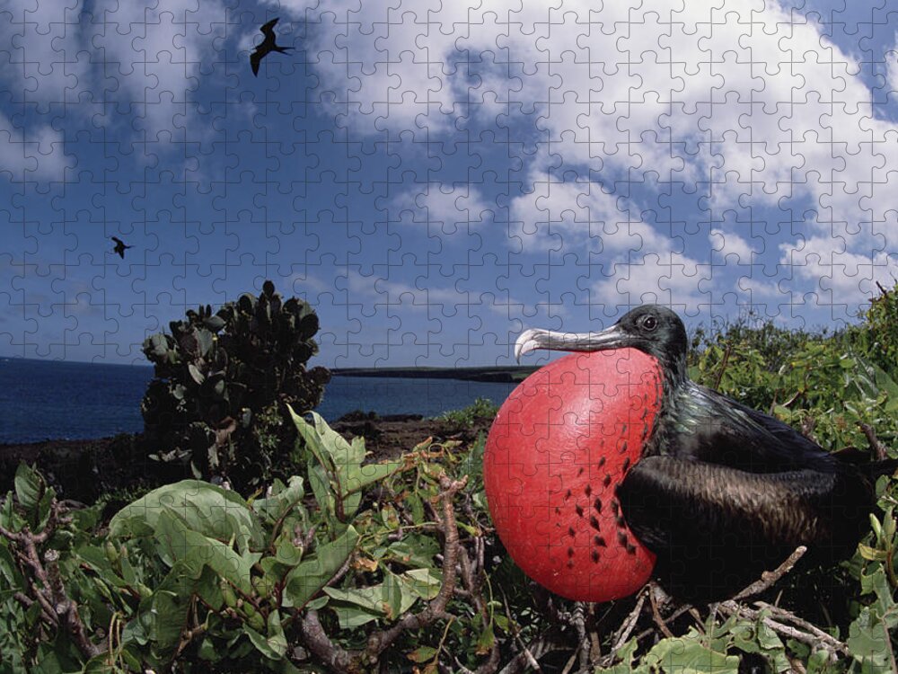 Feb0514 Jigsaw Puzzle featuring the photograph Great Frigatebird Male Displaying by Tui De Roy