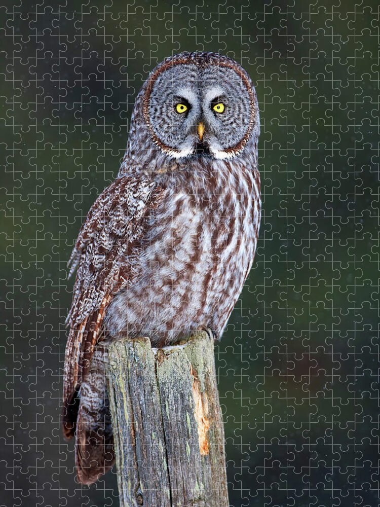 Wooden Post Jigsaw Puzzle featuring the photograph Great Grey On Post Strix Nebulosa by Jim Cumming