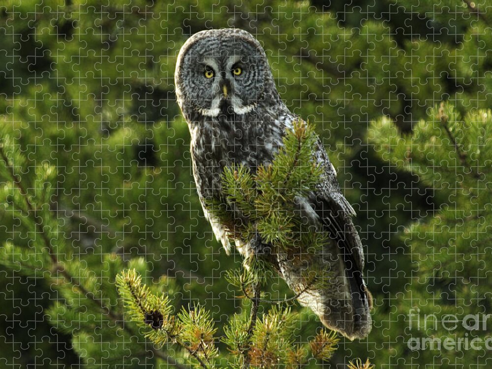 Owl Jigsaw Puzzle featuring the photograph Great Grey Owl On The Hunt by Bob Christopher