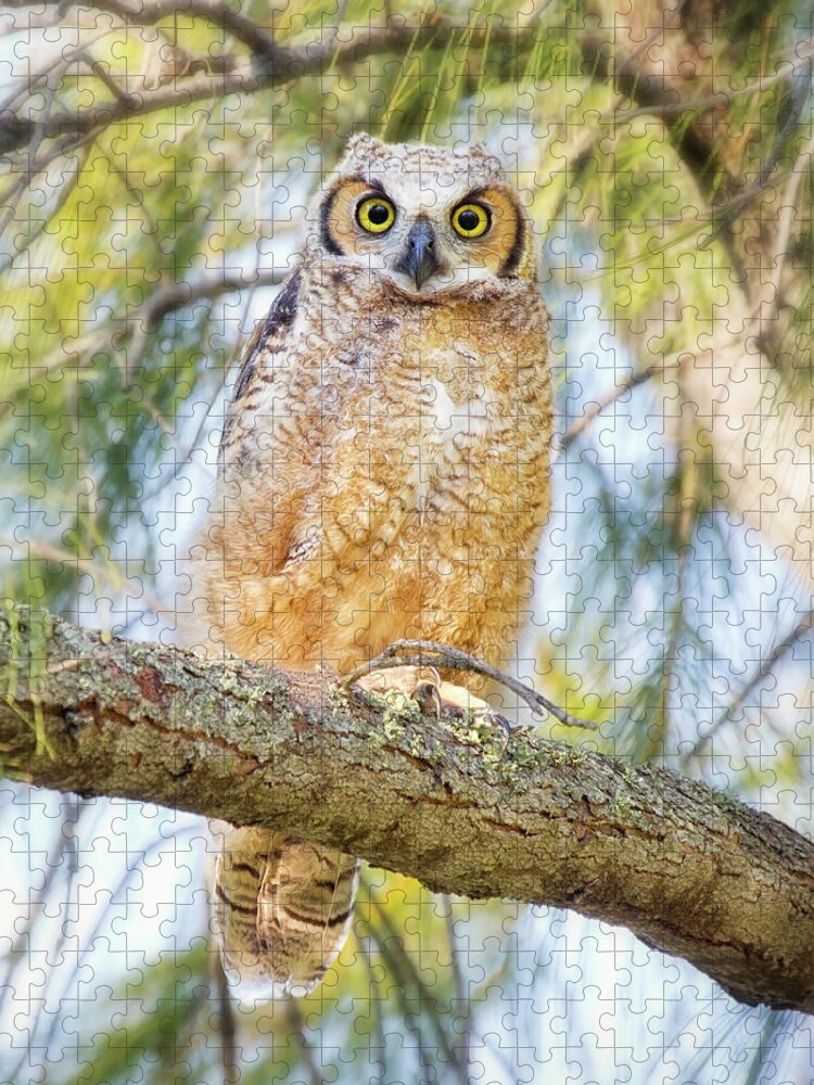 Animal Themes Jigsaw Puzzle featuring the photograph Great Horned Owlet by Kristian Bell