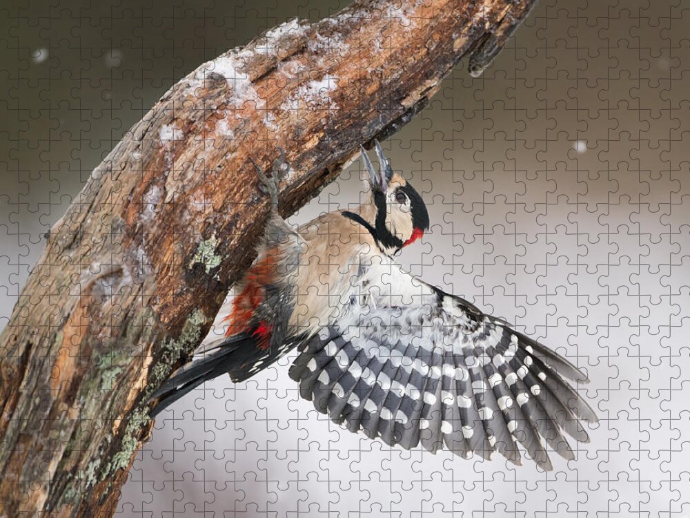 Nis Jigsaw Puzzle featuring the photograph Great Spotted Woodpecker Male Sweden by Franka Slothouber